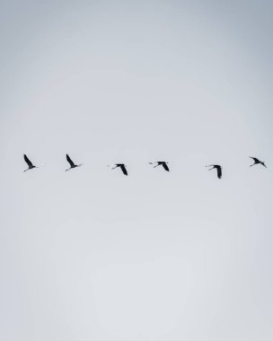 Gökyüzünde uçan kuş sürüsü