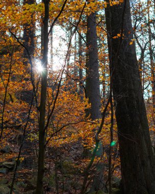 renkli sonbahar ağaçları orman.
