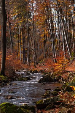 Bir ormandaki bir dere