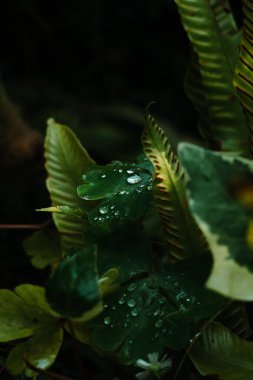 Ormanda yeşil yosun