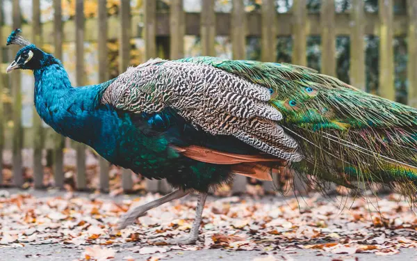 Yeşil çimenlerin üzerinde tavus kuşu.