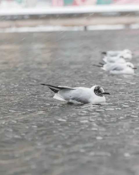 Donmuş gölette beyaz kuyruklu güvercin.