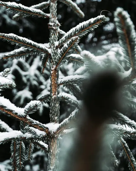 Karlı ve kar taneli Noel ağacı dalları