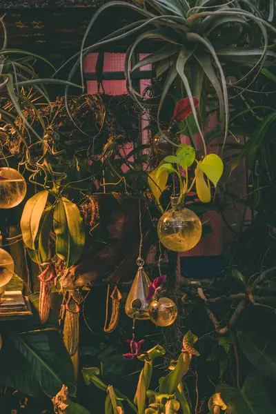 Güzel tropikal bitkinin yakın görüntüsü