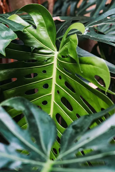 Güzel yeşil yaprak dokusu arkaplanı