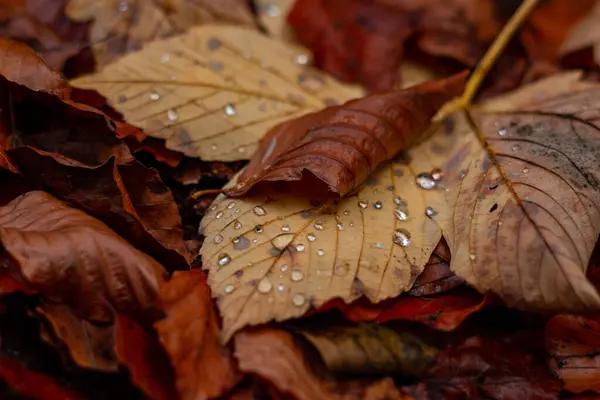 kırmızı sonbahar yaprağı su damlasında