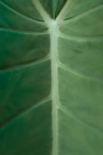 yeşil yaprak arkaplan dokusu.