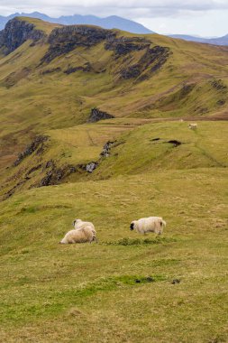 İskoçya 'daki koyunlar