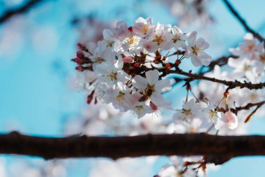 İlkbaharda güzel çiçek açan kiraz ağacı