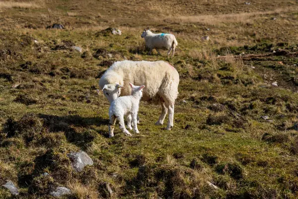 İskoçya 'nın dağlarındaki çayırlarda koyun, Birleşik Krallık.