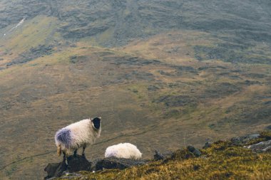 Dağlarda koyun