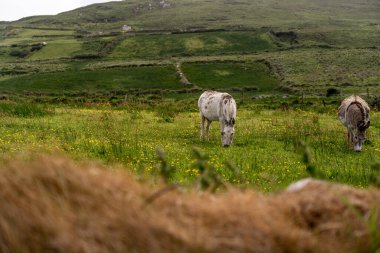 Bir grup at otluyor.