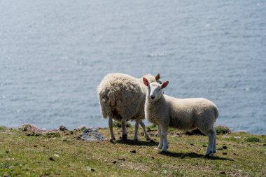Danimarka 'daki Faroe Adası' nda koyun.