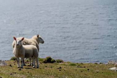 İrlanda 'da koyun vahşi doğada, kuzey adasında, İrlanda' da
