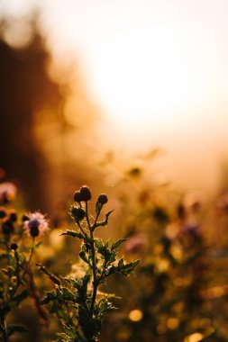 Bahçedeki güzel çiçekler