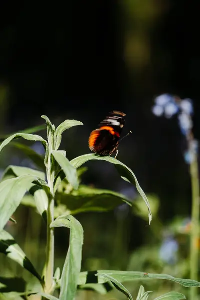 Bir kelebeğin çiçek üzerindeki yakın çekimi.