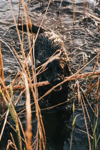 Vahşi köpek nehirde