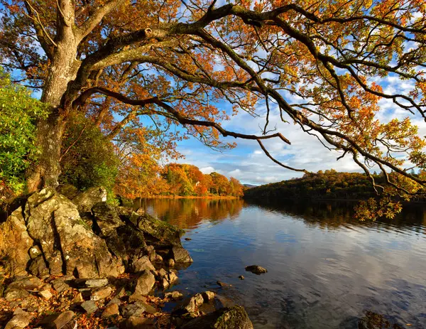Güzel bir sonbahar sahnesi, mavi gökyüzünün altındaki sakin suya yansıyan canlı yapraklarla göldeki bir ağacın altın tonlarını yakalar..