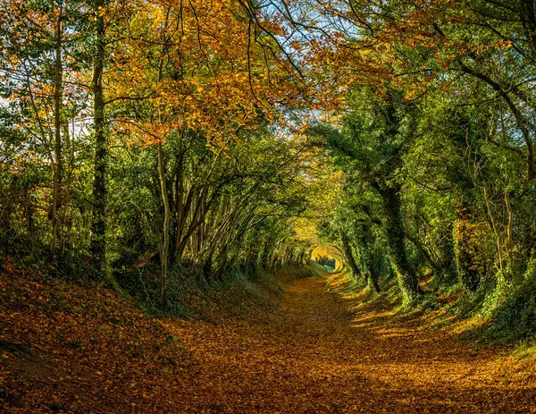 Büyüleyici bir sonbahar yolu ağaçlardan bir tünel boyunca esiyor, yapraklar yere saçılmış sıcak bir davet sahnesi yaratıyor..