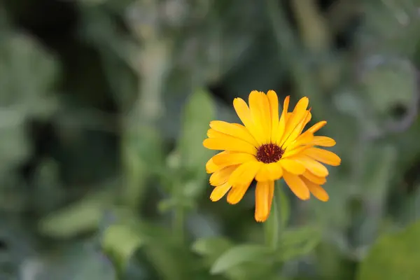 Parlak sarı bir takvim çiçeğinin canlı yakın plan çekimi. Çiçek, yumuşak, yeşil arka planda yetişiyor..