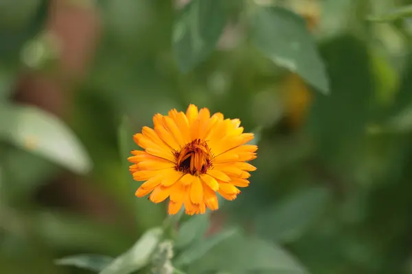 Canlı bir portakal takvimi yaprakların ve yeşilliklerin bulanık yeşil arkaplanına parlak bir şekilde çiçek açar..
