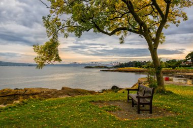 Arka planda Forth Bridge olan bir su kütlesine bakan bir ağacın altındaki bankın görüntüsü..