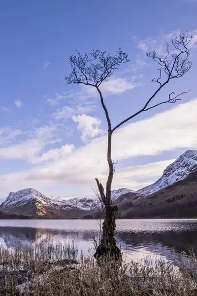 Kelebek Yalnız Ağaç 'ın yer aldığı sakin bir manzara bulutlu bir gökyüzünün altında, durgun sularda yansıyan karlı dağ zeminine karşı..