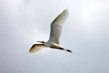 Akbalıkçıl parlak bir gökyüzüne karşı tek başına uçuyor.
