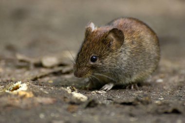 Bir orman zemininde, doğal ortamında, sıradan bir Vole 'un yakın çekimi.