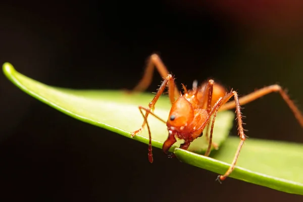 Macro Una Hormiga Cortadora Hojas Hojas —  Fotos de Stock