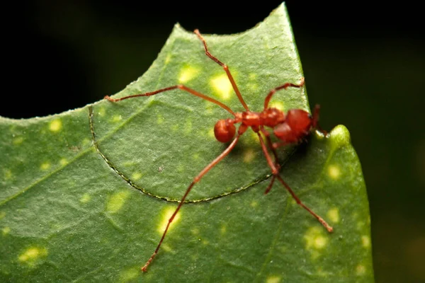 Macro Blade Leaf Cutter Ant — 스톡 사진