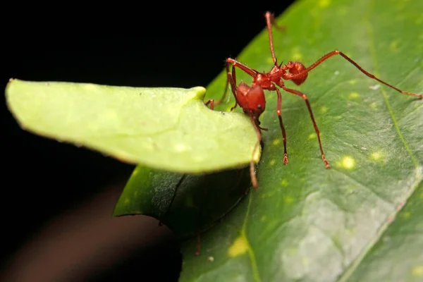 Makro Mrówki Ostrzy Lub Liści — Zdjęcie stockowe
