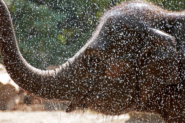An elephant enjoying a spray of water at a hot summer day
