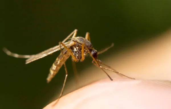 Macro Mosquito Una Piel Humana Chupando Sangre —  Fotos de Stock