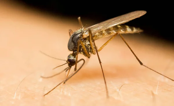 人間の皮膚の血を吸う蚊のマクロ — ストック写真