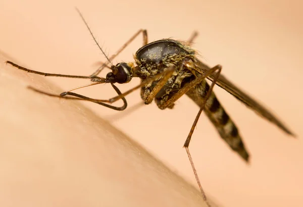 Macro Mosquito Una Piel Humana Chupando Sangre —  Fotos de Stock