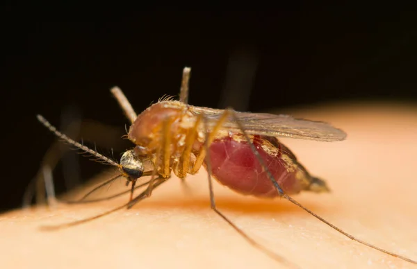 人間の皮膚の血を吸う蚊のマクロ — ストック写真