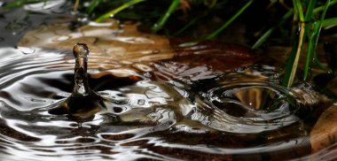 Doğal bir ortamda yağan yağmur damlasının makrosu
