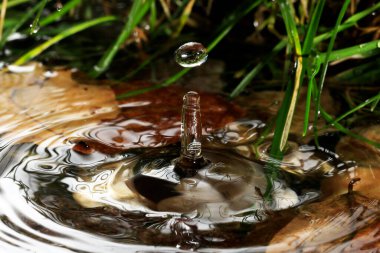 Doğal bir ortamda yağan yağmur damlasının makrosu