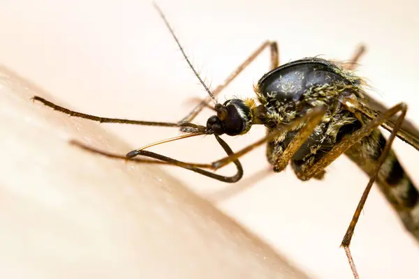 Makro Einer Blutsaugenden Mücke lizenzfreie Stockbilder