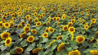 Gün batımında bir çayırlık ayçiçeğinin üzerinde İHA görüntüleri