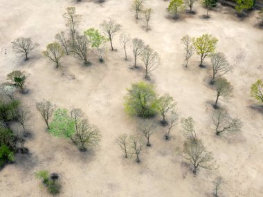 Aerial view of trees and dunes in the Kennemerdunes, North Holland, The Netherlands clipart