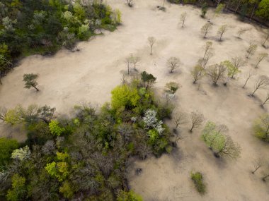 Kennedy kumullarındaki ağaçların ve kumulların hava manzarası, Kuzey Hollanda, Hollanda