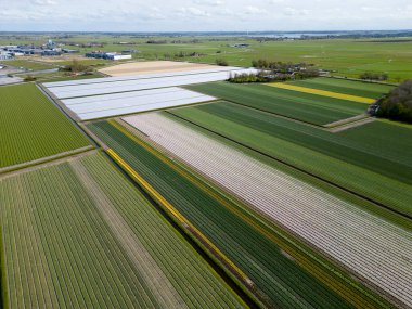 Kuşkonmaz tarlalarını kaplayan plastik çarşafların havadan görünüşü, Hollanda