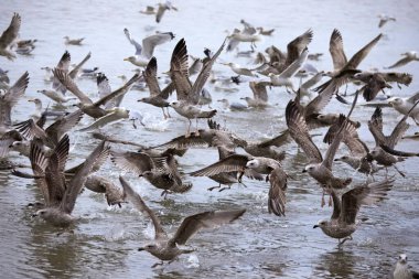 Deniz kenarında toplanan ve deniz yıldızlarıyla beslenen bir martı sürüsünün yakın çekimi.