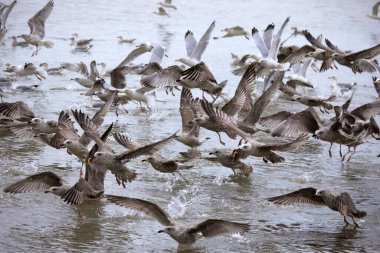 Deniz kenarında toplanan ve deniz yıldızlarıyla beslenen bir martı sürüsünün yakın çekimi.