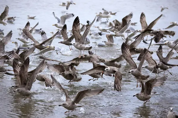 Deniz kenarında toplanan ve deniz yıldızlarıyla beslenen bir martı sürüsünün yakın çekimi.