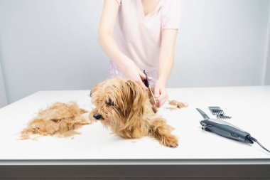 Genç bir köpek stilistinin beyaz temiz bir arka planda köpek tımarlama araçlarıyla altın bir teriyerin saçını keserken ön görüntüsü. Köpek çok rahatlamış.