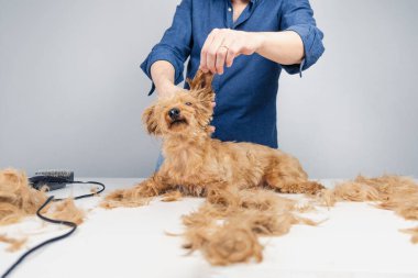 İsimsiz bir adam küçük altın bir teriyerin saçını kesiyor. Ustura, makas ve küçük bir fırça kullanıyor. Tere, köpek bakım masasının üzerinde bir sürü saç kesimi var.