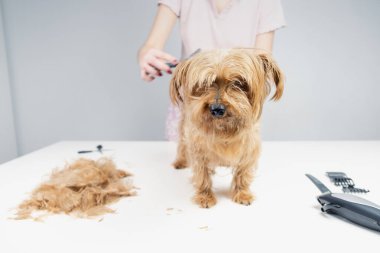 Genç bir köpek stilistinin beyaz, temiz bir arka planda köpek tımarlama araçlarıyla altın bir teriyerin saçını keserken ön görüntüsü.